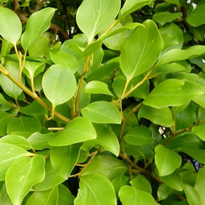 3 Grisélines lucida - Griselinia littoralis 'redge' - Arbustes