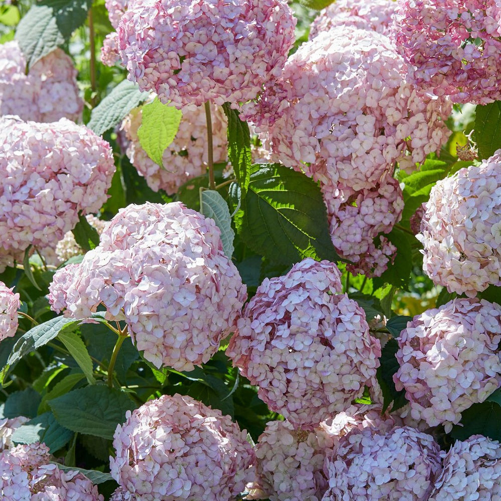 Hortensia Candy Bell Bubblegum ® - Hydrangea arborescens 'candy belle bublegum' - Arbustes