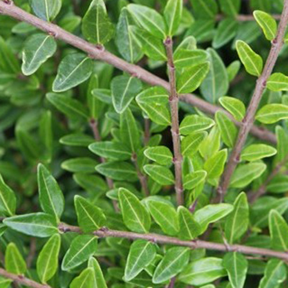 3 Chèvrefeuilles arbustifs MossGreen - Lonicera pileata 'moss green' - Plantes