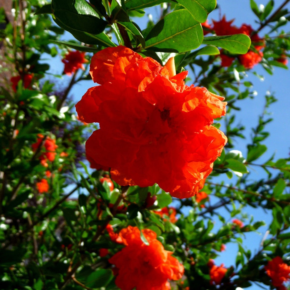 Grenadier à fleurs - Punica granatum Nana - Plantes
