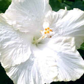 Hibiscus des marais Extreme Pure White - Willemse