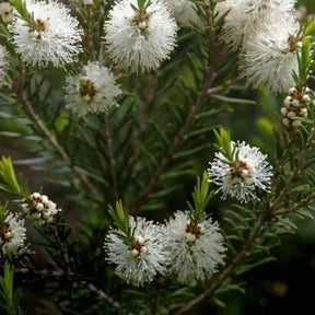 L'arbre à thé Melaleuca alternifolia