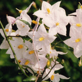 Morelle faux-jasmin - Solanum jasminoides - Plantes