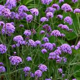 Verveine bonariensis Royal Dreams ® - Willemse