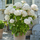Hortensia Marshmallow ® Candy Bell® - Hydrangea arborescens 'candy belle marshmallow' - Plantes