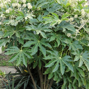 Arbustes à feuillage persistant - Fatsia du Japon - Fatsia japonica