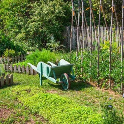 Transformez un coin de pelouse en un petit potager