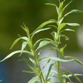 Sarriette annuelle - Satureja hortensis - Potager