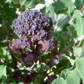 Chou Brocoli Early Purple Sprouting BIO - Willemse