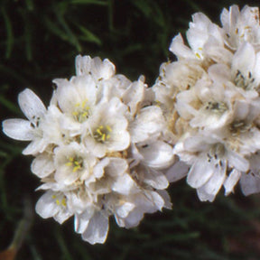 Gazon d'Espagne blanc - Armeria maritima alba - Plantes vivaces