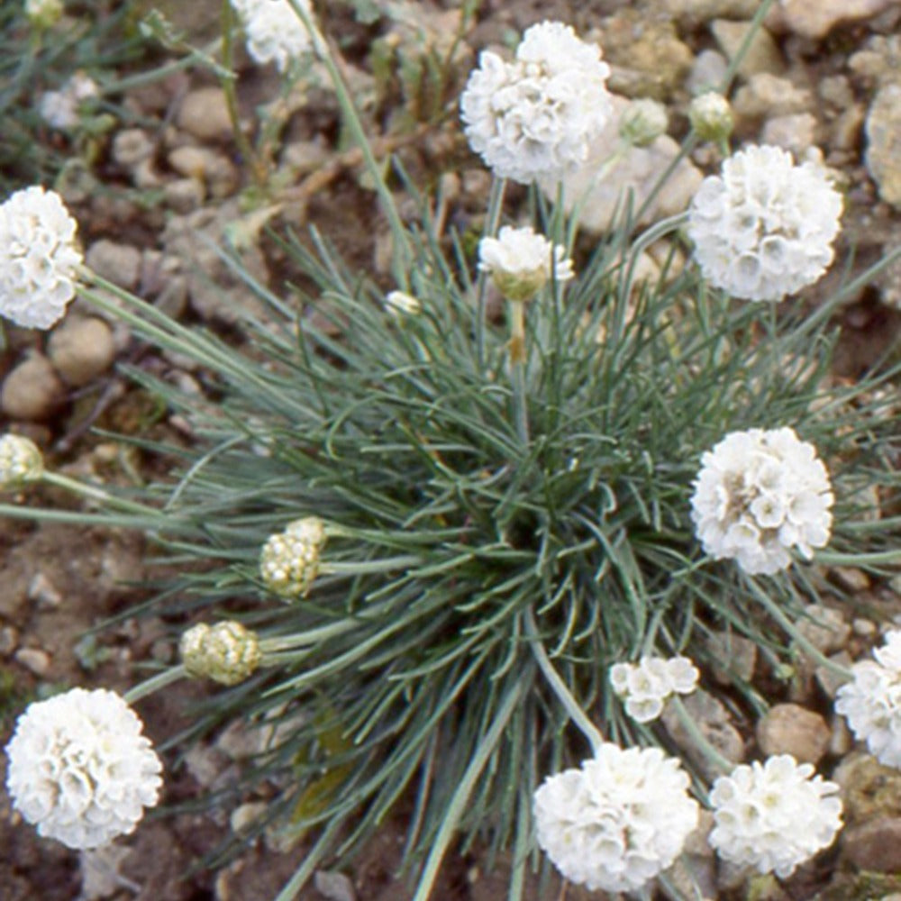 Gazon d'Espagne blanc - Armeria maritima alba - Fleurs vivaces