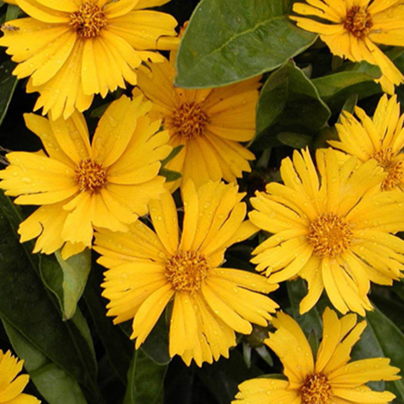 Sitemapcdatahttpsshopinf Inetcomplante A Fleurs Jaunes 6 Lettres