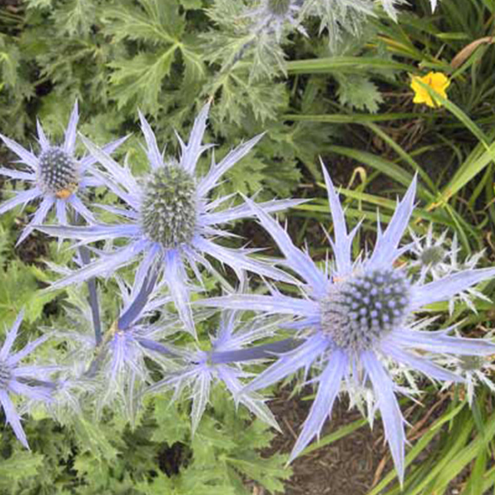 Panicaut hybride Big Blue - Eryngium zabelii big blue - Plantes