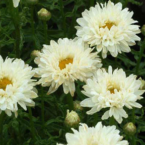 Marguerite d'été Victorian Secret ® - Leucanthemum superbum victorian secret ® - Plantes
