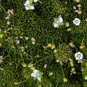 Sagine subulée - Sagina subulata - Plantes vivaces