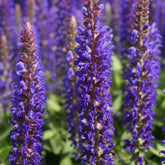 Sauge des bois Blue Bouquetta - Salvia nemerosa alklf blue bouquetta® - Plantes vivaces