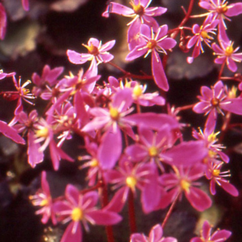 Saxifrage Black ruby - Saxifraga cortusifolia black ruby - Plantes
