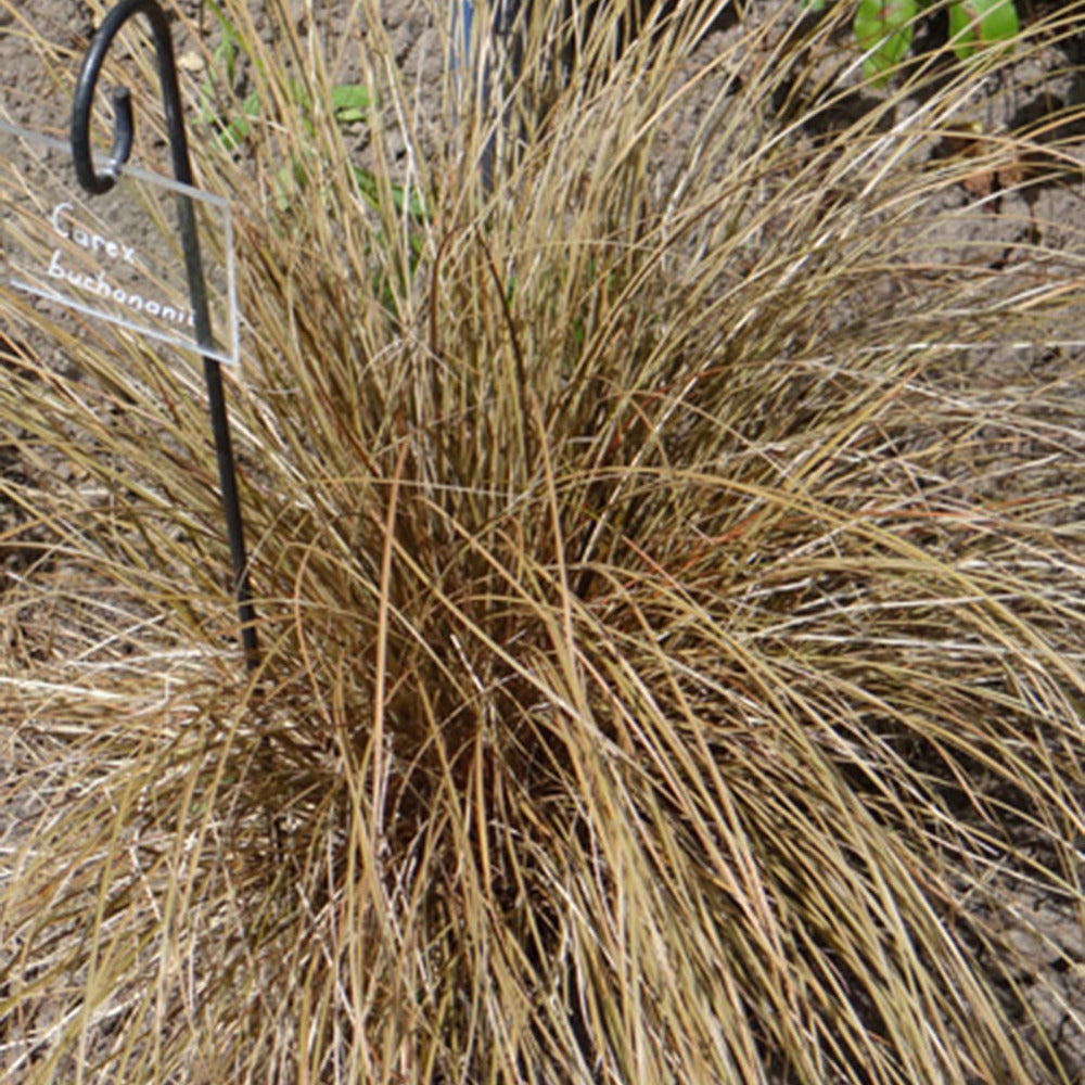 Laîche de Buchanan - Carex