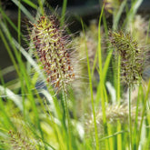 6 x herbe aux écouvillons 'hameln' - pennisetum alopecuroides 'hameln 6 x herbe aux écouvillons 'hameln' - pennisetum alopecuroides 'hameln