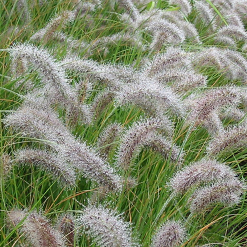 Herbe aux écouvillons - Pennisetum - Pennisetum alopecuroides (compressum) - Plantes vivaces