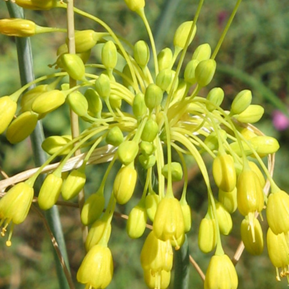 Ail jaune - Allium flavum - Plantes