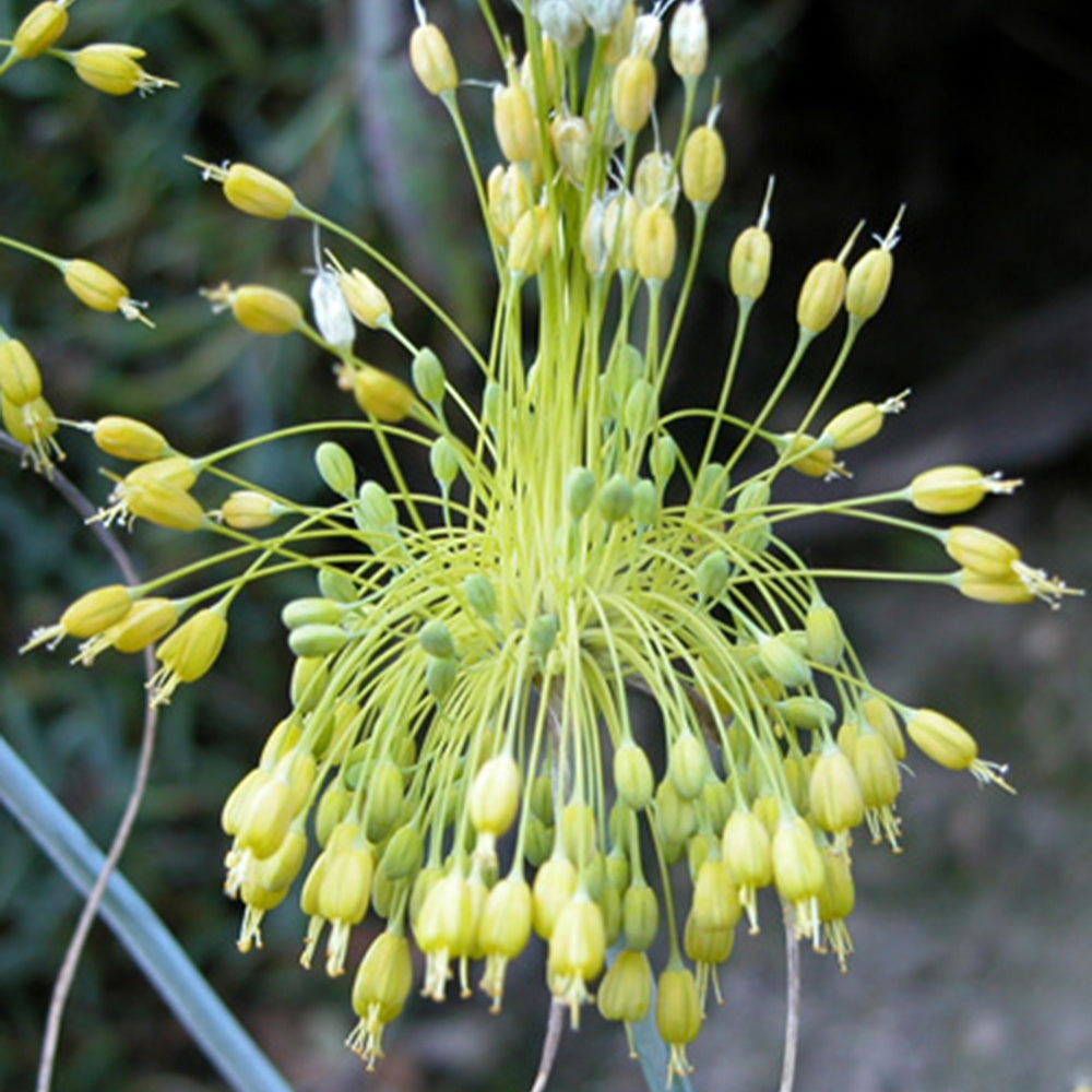Ail jaune - Allium flavum - Plantes vivaces
