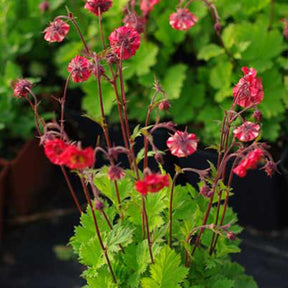 Benoîte Flames of Passion - Geum flames of passion ® - Willemse