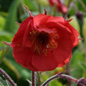 Geum flames of passion ® - Benoîte Flames of Passion - Benoîte