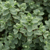 Véronique arbustive - Willemse