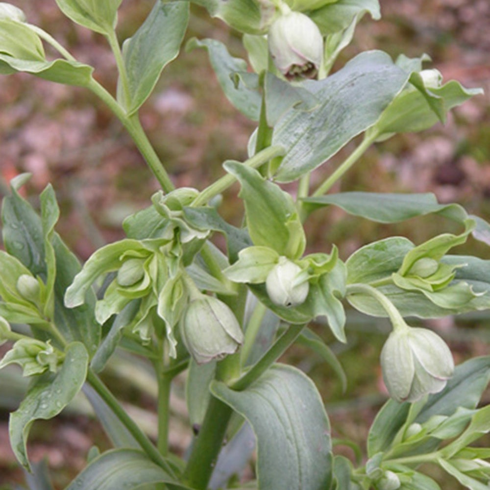 Hellébore fétide - Helleborus foetidus - Plantes
