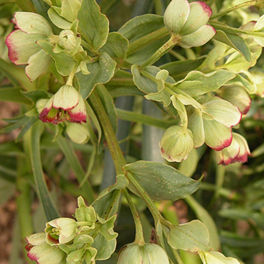 Hellébore fétide - Helleborus foetidus - Plantes vivaces
