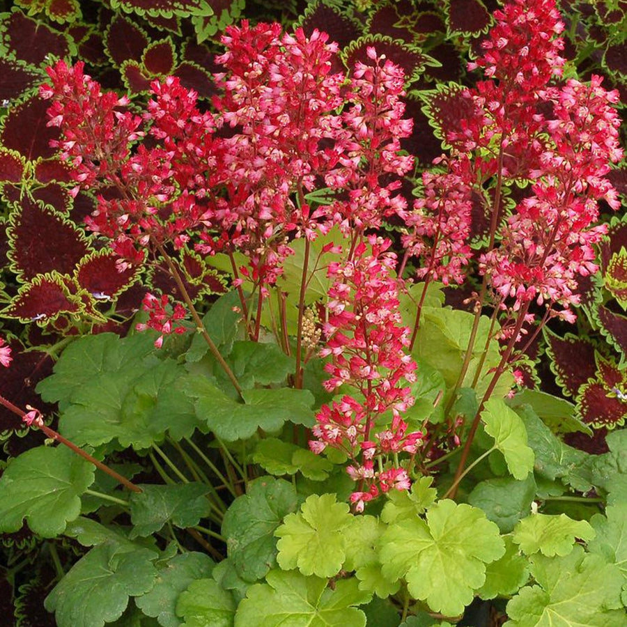 Heuchère Cassis - Heuchera