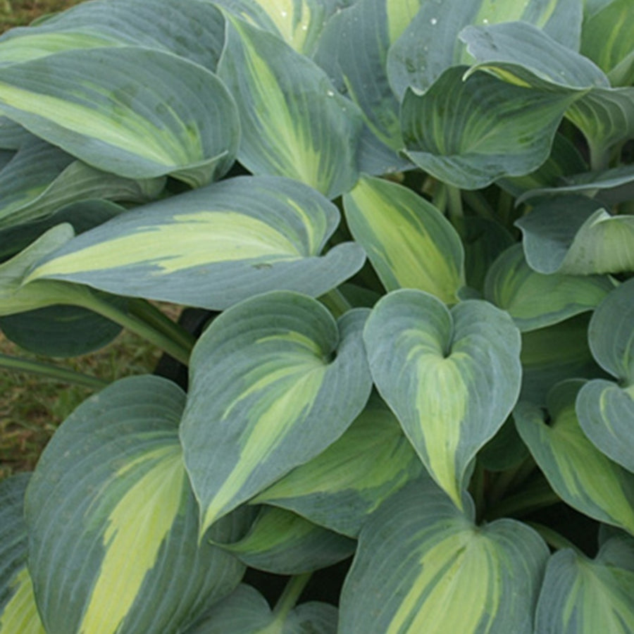 Hosta Catherine - Hosta catherine