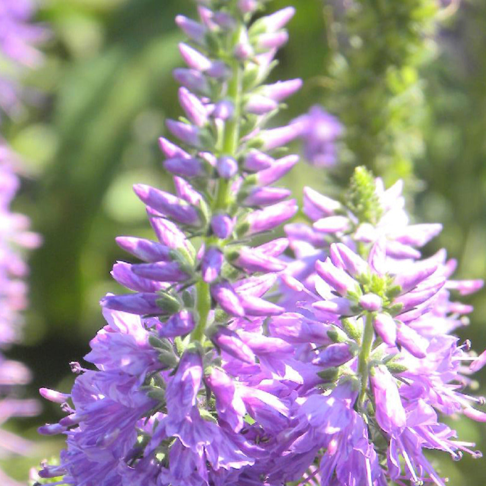 Veronique longifolia Lilac Fantasy - Veronica longifolia lilac fantasy - Plantes