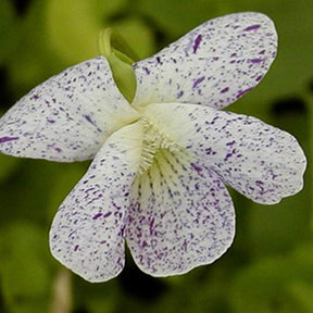 Violette vivace Freckles - Viola sororia freckles