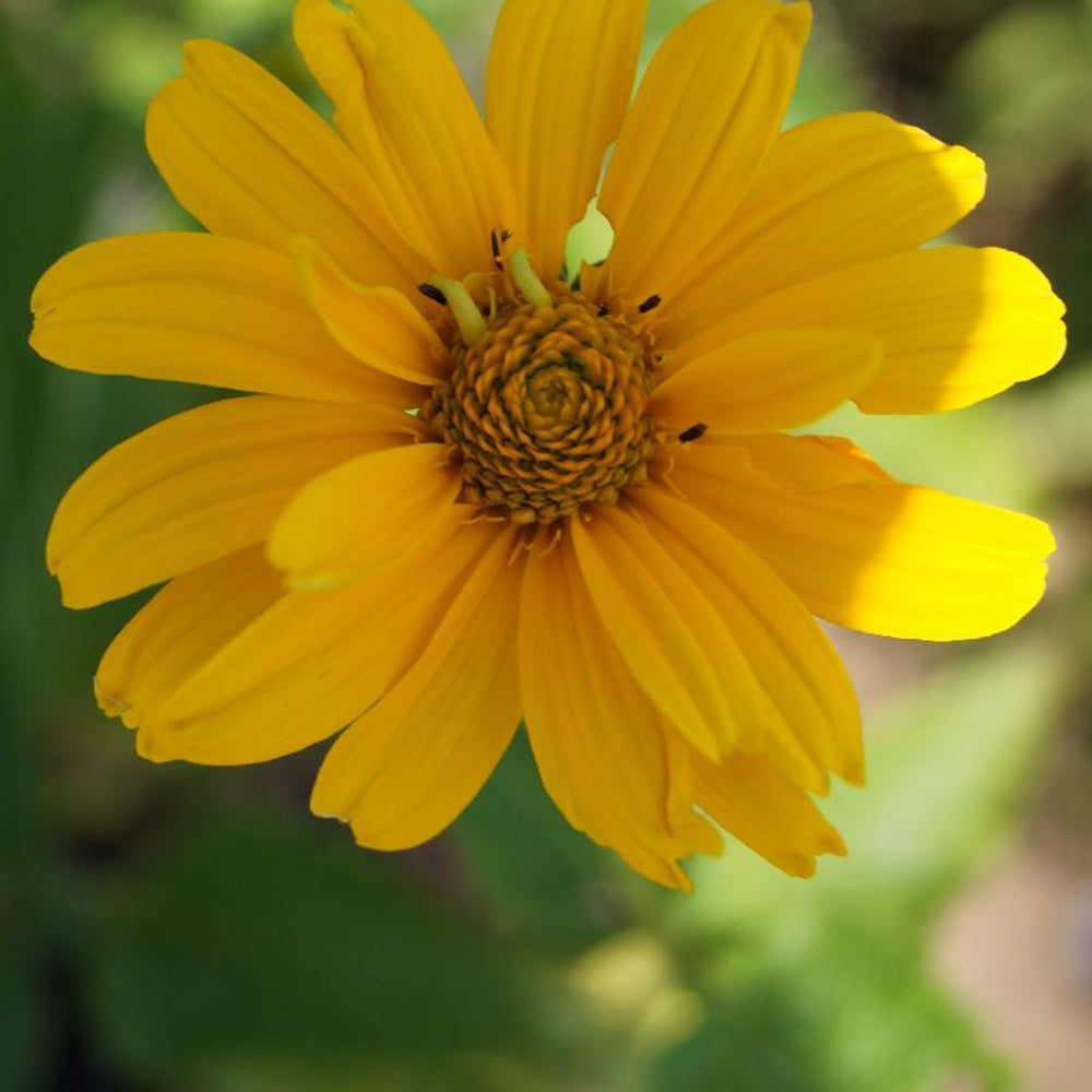Héliopside Sommersonne - Heliopsis helianthoides sommersonne - Plantes