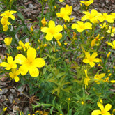 Lin jaune - Linum flavum compactum - Plantes