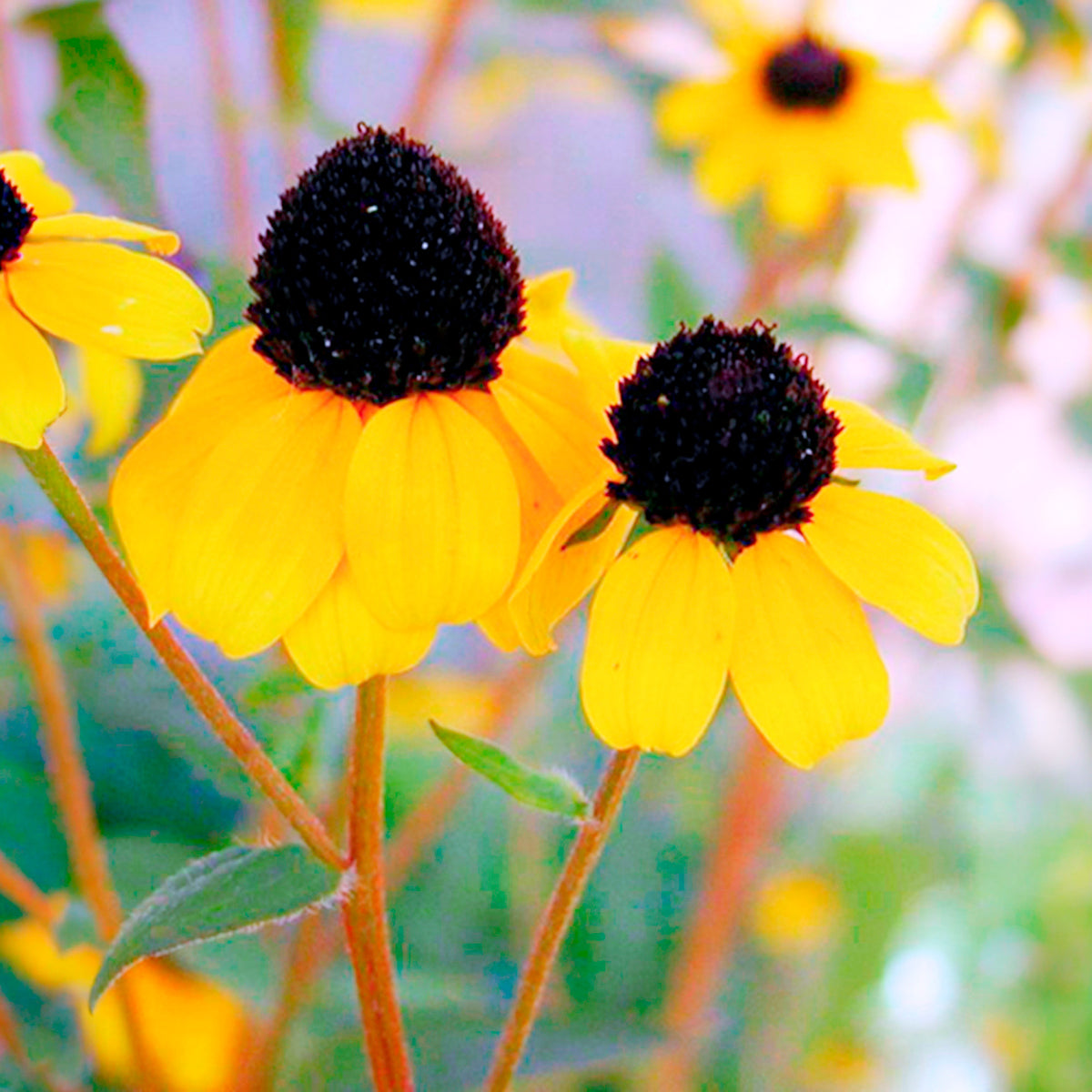 Rudbeckia trilobée - Willemse