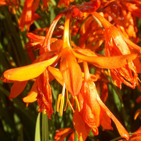 Crocosmia aurea - Crocosmia aurea - Willemse