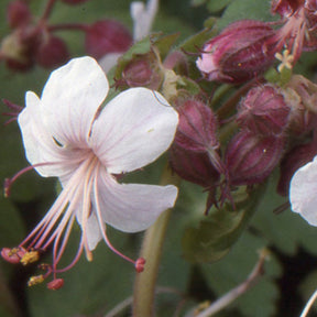 Géranium des Balkans Spessart - Geranium macrorrhizum spessart - Plantes