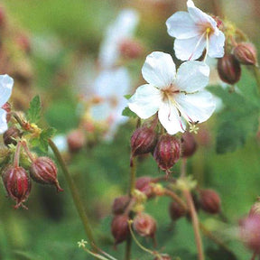 Géranium des Balkans Spessart - Geranium macrorrhizum spessart - Plantes vivaces