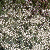 Brouillard Bristol Fairy Gypsophile Bristol Fairy - Willemse