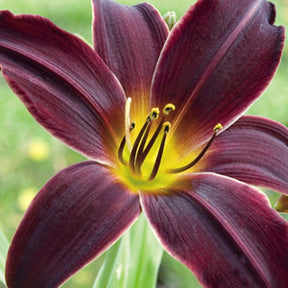 Hemerocallis american revolution - Hémérocalle American Revolution - Hémérocalle