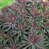 Euphorbe amygdaloides Ruby Glow - Willemse