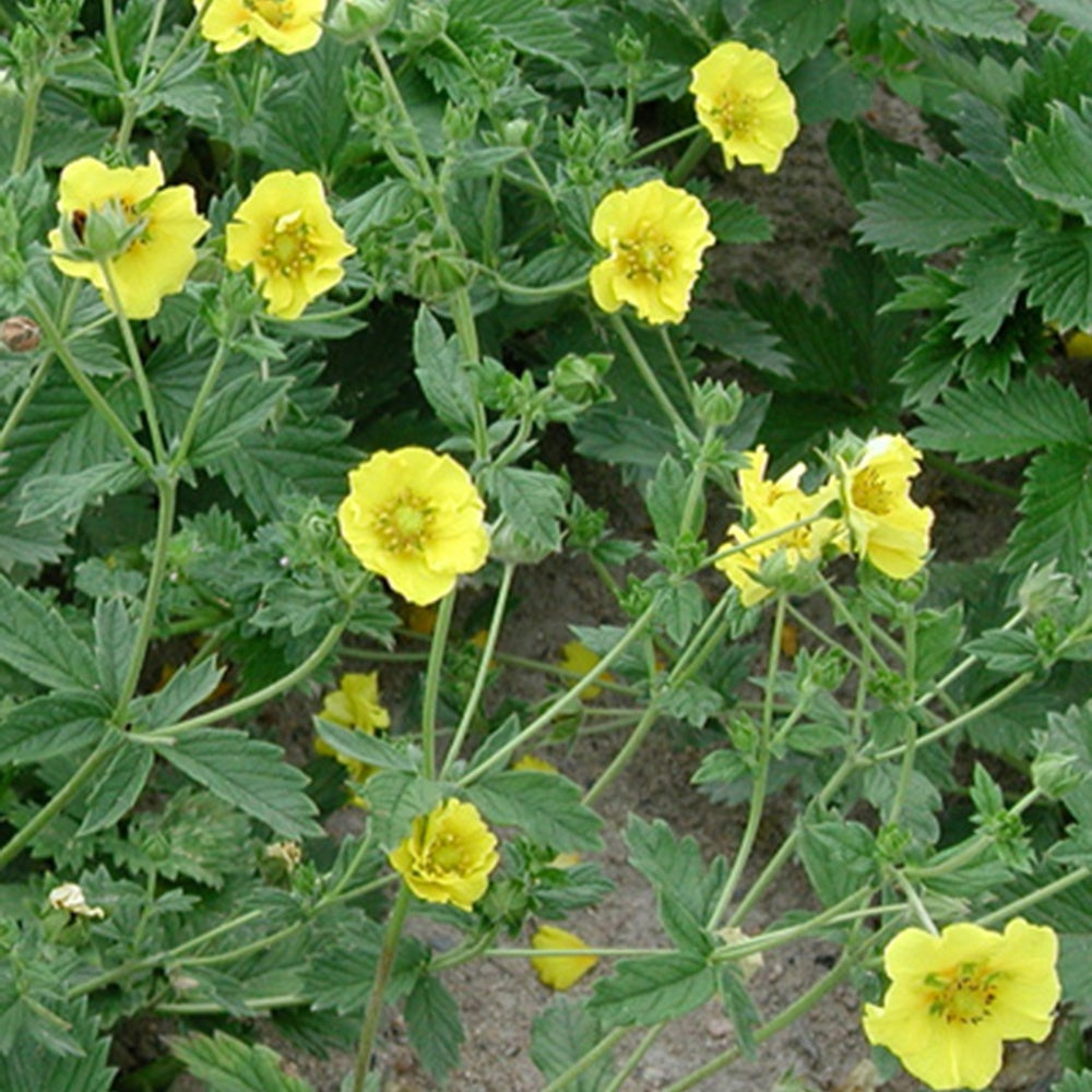 Potentille Yellow Queen - Potentilla yellow queen - Willemse