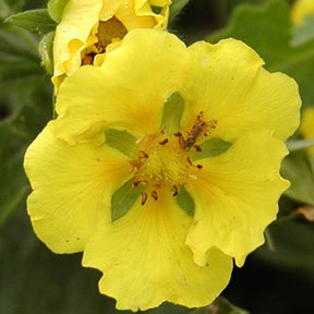 Potentilla yellow queen - Potentille Yellow Queen - Potentilles