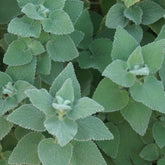 Ballota hirsuta - Willemse