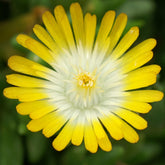 Delosperma Jewel of Desert Peridott ® - Willemse