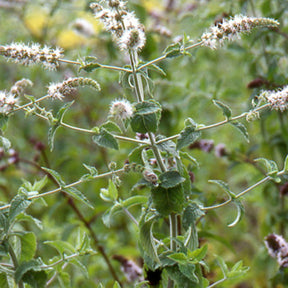 Menthe verte - Mentha spicata - Plantes vivaces aromatiques