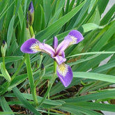 Iris versicolore  - Iris versicolor - Plantes